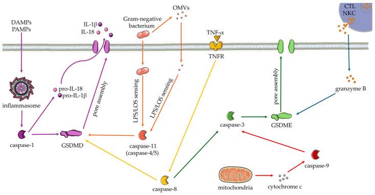 https://cdn.ncbi.nlm.nih.gov/pmc/blobs/ba08/11545737/4a5df5722764/cells-13-01758-g001.jpg