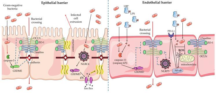 https://cdn.ncbi.nlm.nih.gov/pmc/blobs/ba08/11545737/8d225db8f670/cells-13-01758-g002.jpg