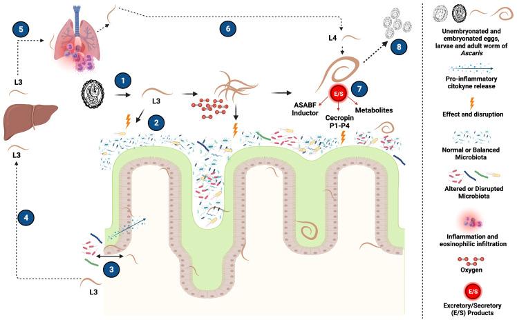https://cdn.ncbi.nlm.nih.gov/pmc/blobs/ba0a/9174645/1c2e0c4de1ee/fcimb-12-852900-g002.jpg