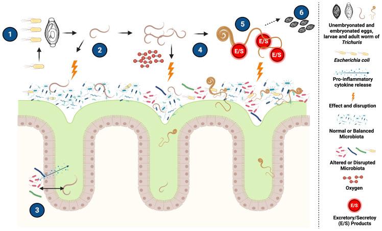 https://cdn.ncbi.nlm.nih.gov/pmc/blobs/ba0a/9174645/b8f195d67e80/fcimb-12-852900-g001.jpg
