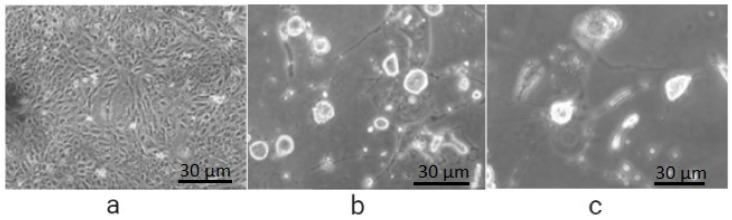 https://cdn.ncbi.nlm.nih.gov/pmc/blobs/ba0d/8954791/27277a917c01/molecules-27-01780-g003.jpg