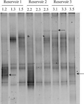 https://cdn.ncbi.nlm.nih.gov/pmc/blobs/ba0f/3768447/39543c248430/bjm-39-445-g002.jpg
