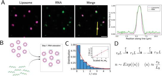 https://cdn.ncbi.nlm.nih.gov/pmc/blobs/ba11/11948016/00240ad29cb5/ADVS-12-2414305-g001.jpg