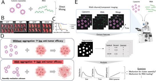 https://cdn.ncbi.nlm.nih.gov/pmc/blobs/ba11/11948016/3d464369f695/ADVS-12-2414305-g004.jpg
