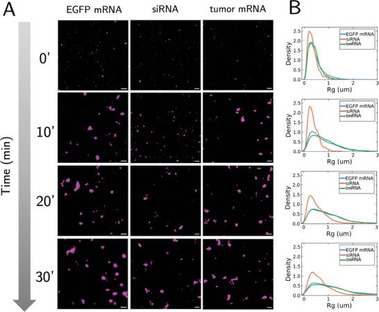 https://cdn.ncbi.nlm.nih.gov/pmc/blobs/ba11/11948016/7ab9e0a5fa6d/ADVS-12-2414305-g008.jpg