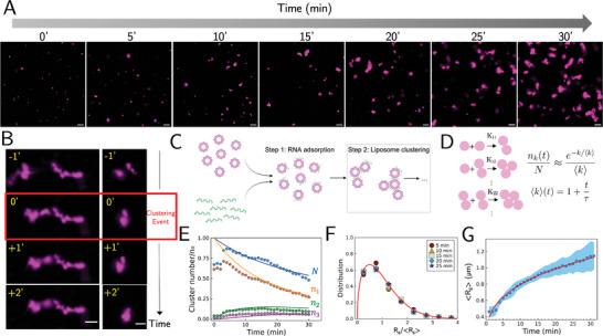 https://cdn.ncbi.nlm.nih.gov/pmc/blobs/ba11/11948016/c3ba75a2bee6/ADVS-12-2414305-g009.jpg