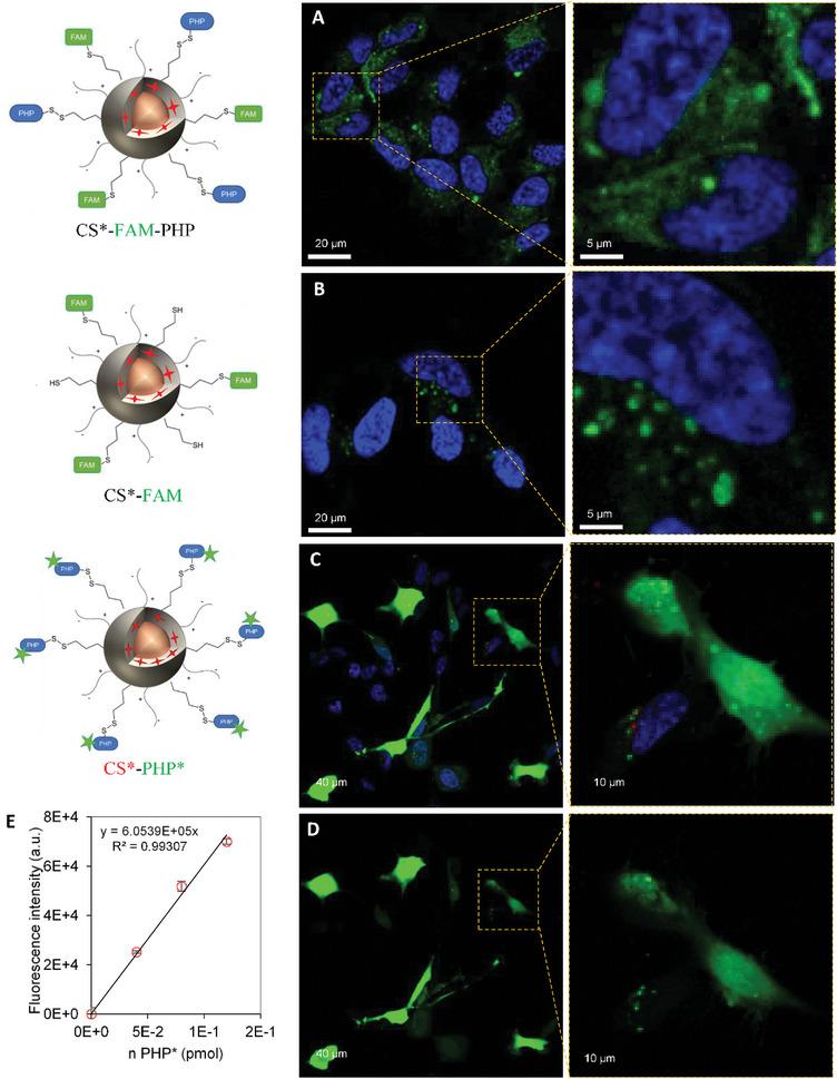 https://cdn.ncbi.nlm.nih.gov/pmc/blobs/ba13/11962688/86249d279a3f/SMLL-21-2410454-g001.jpg