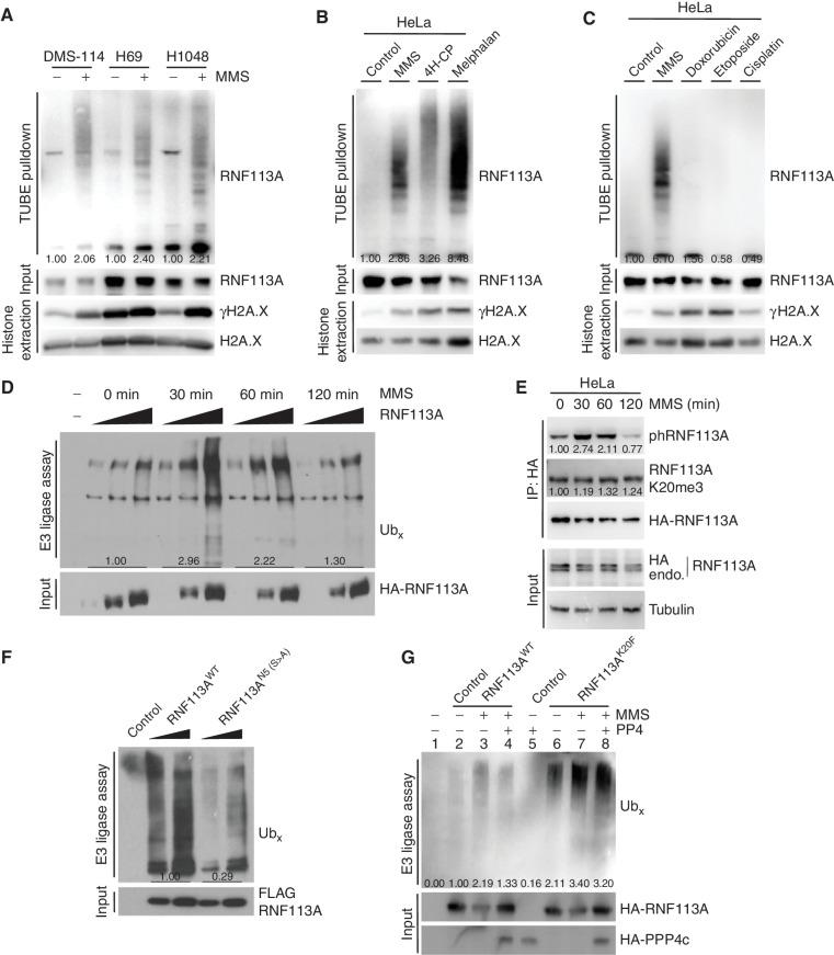 https://cdn.ncbi.nlm.nih.gov/pmc/blobs/ba15/9437563/f498d2a010b6/2158fig5.jpg