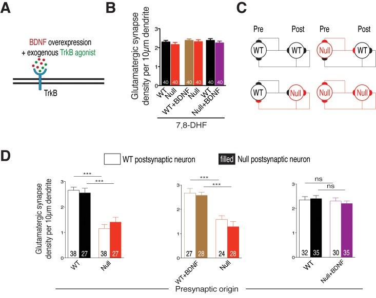 https://cdn.ncbi.nlm.nih.gov/pmc/blobs/ba16/5108590/c62ac2562c15/elife-19374-fig6.jpg
