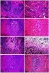 https://cdn.ncbi.nlm.nih.gov/pmc/blobs/ba18/6614591/ce8073eb4633/IJN-14-4723-g0003.jpg