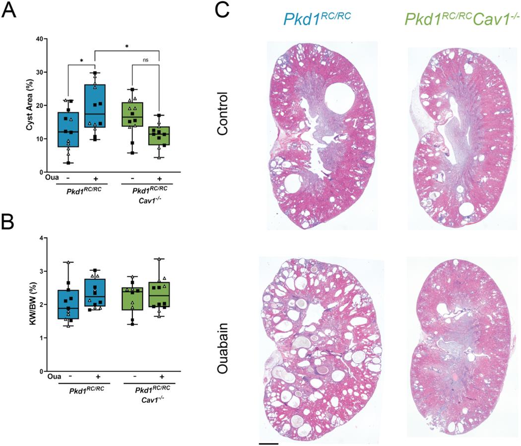https://cdn.ncbi.nlm.nih.gov/pmc/blobs/ba1d/12186285/1b10669051ac/nihms-2070435-f0003.jpg
