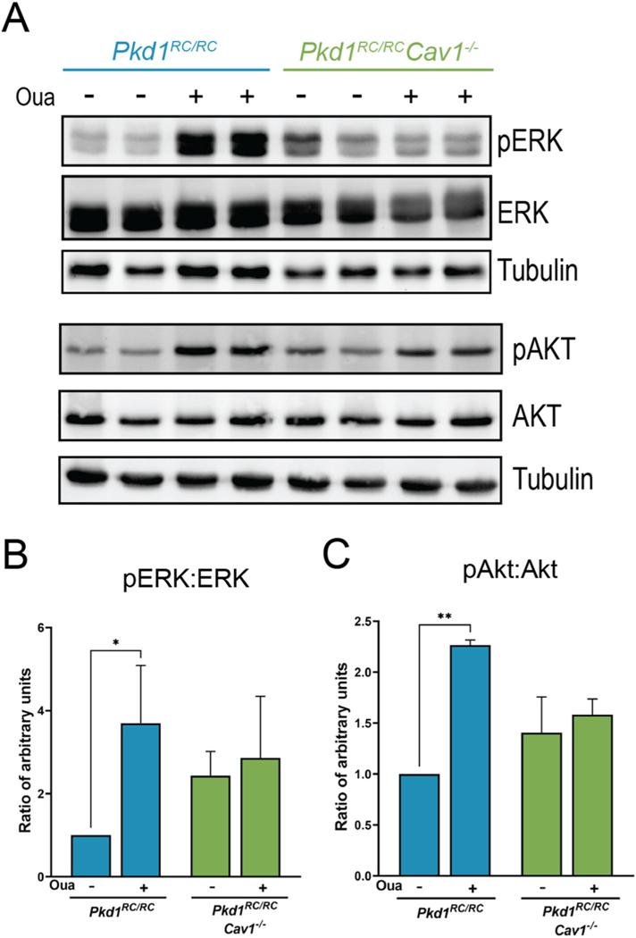 https://cdn.ncbi.nlm.nih.gov/pmc/blobs/ba1d/12186285/7aede9fdeee3/nihms-2070435-f0006.jpg