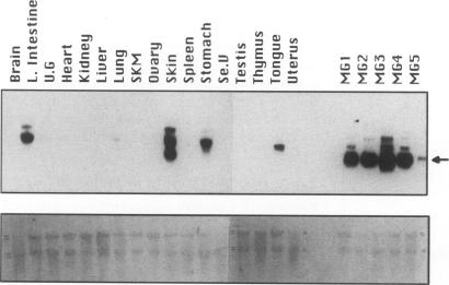 https://cdn.ncbi.nlm.nih.gov/pmc/blobs/ba20/2230109/3e37056fc612/molmed00025-0060-a.jpg