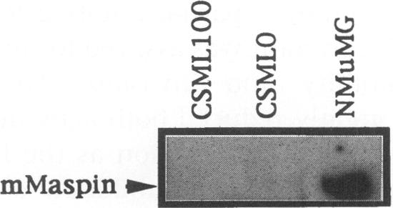 https://cdn.ncbi.nlm.nih.gov/pmc/blobs/ba20/2230109/f1f40639dcf3/molmed00025-0061-b.jpg