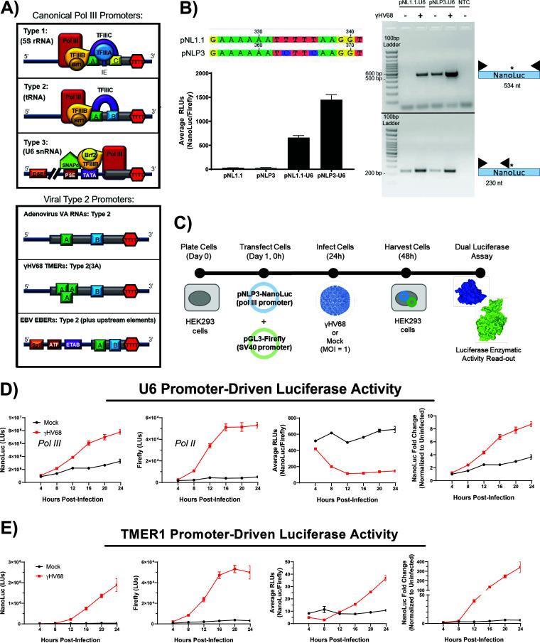 https://cdn.ncbi.nlm.nih.gov/pmc/blobs/ba27/8223928/03ae64b3316b/jvi.00079-21-f0001.jpg