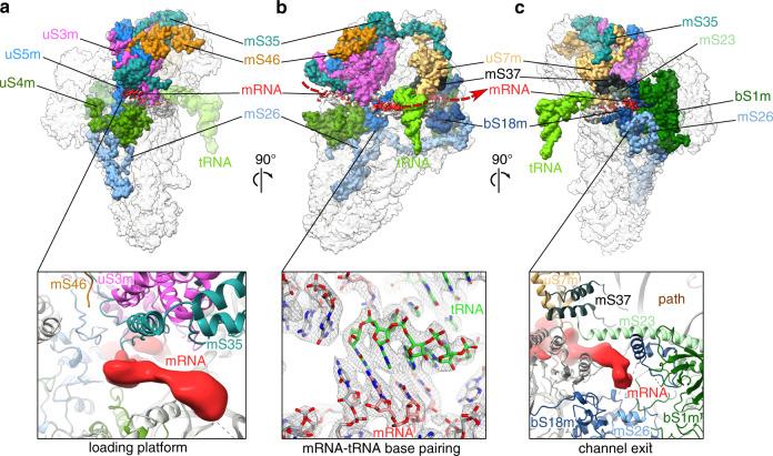 https://cdn.ncbi.nlm.nih.gov/pmc/blobs/ba28/7560712/317579e809c9/41467_2020_18830_Fig2_HTML.jpg