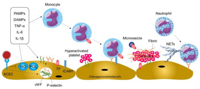 https://cdn.ncbi.nlm.nih.gov/pmc/blobs/ba29/8150852/9deae0cdf7d6/ijms-22-05131-g004.jpg