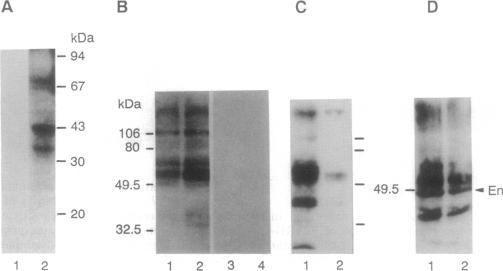 https://cdn.ncbi.nlm.nih.gov/pmc/blobs/ba2c/43740/7195df110a87/pnas01132-0048-a.jpg