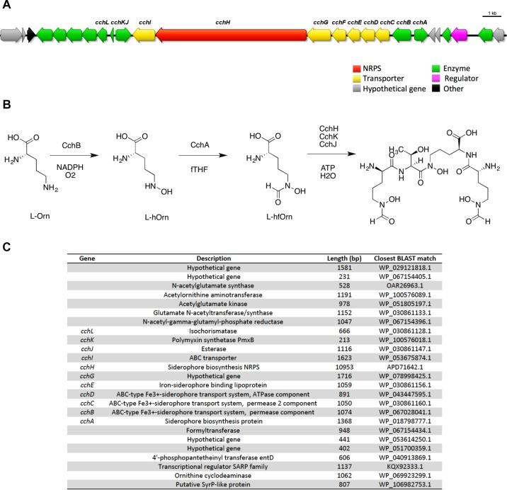 https://cdn.ncbi.nlm.nih.gov/pmc/blobs/ba2c/6524458/9940e3168b69/fmicb-10-01020-g004.jpg