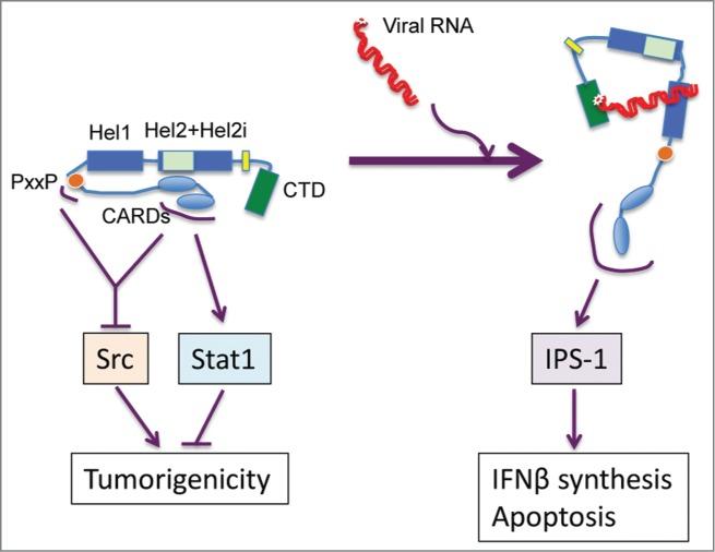 https://cdn.ncbi.nlm.nih.gov/pmc/blobs/ba2e/4905202/954ffb13d41c/kmco-01-04-968016-g001.jpg