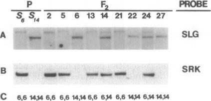 https://cdn.ncbi.nlm.nih.gov/pmc/blobs/ba2e/52601/4fca73dfd25c/pnas01069-0546-a.jpg