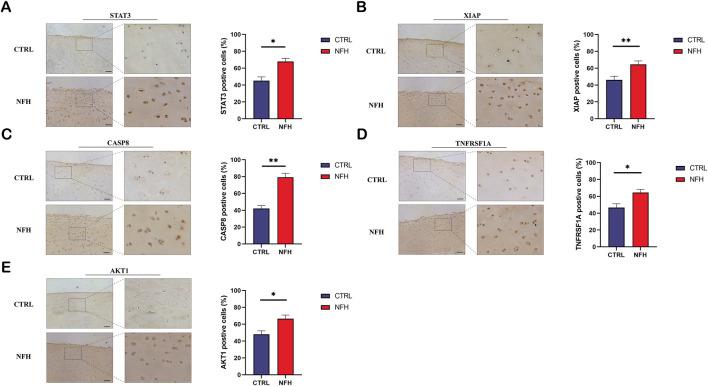 https://cdn.ncbi.nlm.nih.gov/pmc/blobs/ba2f/12040900/04313258d93a/fphys-16-1373721-g015.jpg