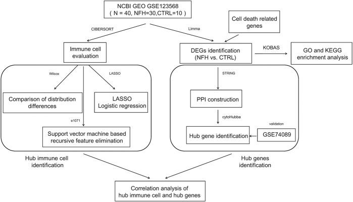 https://cdn.ncbi.nlm.nih.gov/pmc/blobs/ba2f/12040900/66572b1fb911/fphys-16-1373721-g001.jpg