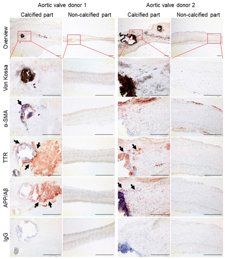https://cdn.ncbi.nlm.nih.gov/pmc/blobs/ba30/7600313/4149b7523c98/cells-09-02164-g004.jpg