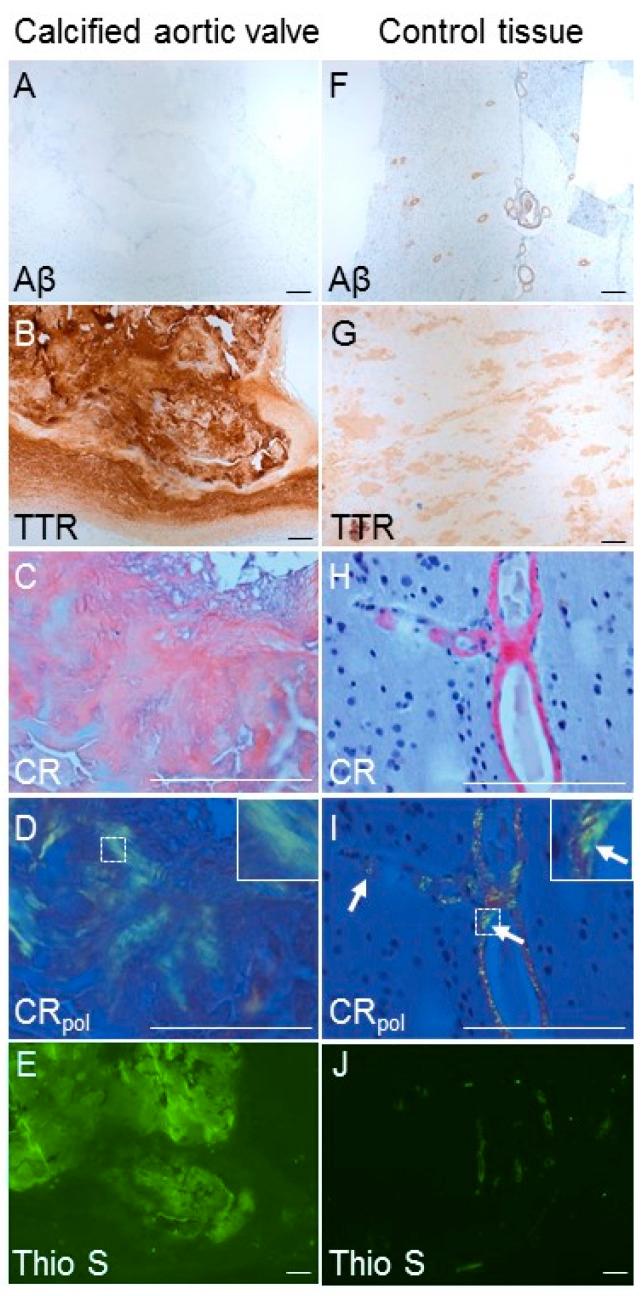 https://cdn.ncbi.nlm.nih.gov/pmc/blobs/ba30/7600313/6ec90bff0a87/cells-09-02164-g005.jpg