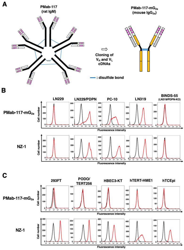 https://cdn.ncbi.nlm.nih.gov/pmc/blobs/ba32/11593084/670f7790ba6b/cells-13-01833-g002.jpg