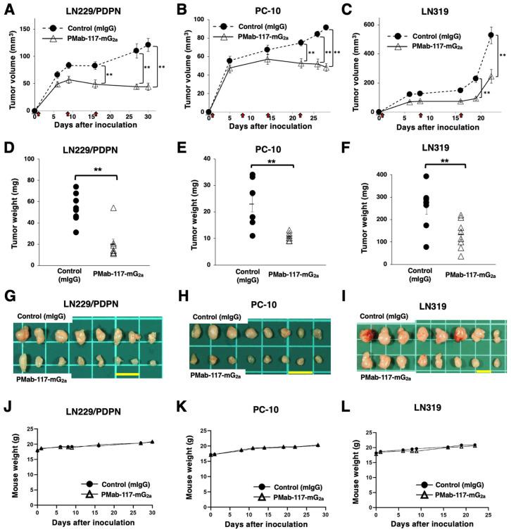 https://cdn.ncbi.nlm.nih.gov/pmc/blobs/ba32/11593084/fb8e55c4860f/cells-13-01833-g005.jpg