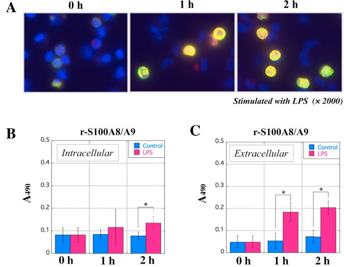 https://cdn.ncbi.nlm.nih.gov/pmc/blobs/ba36/7052069/858053a7155f/gr6.jpg