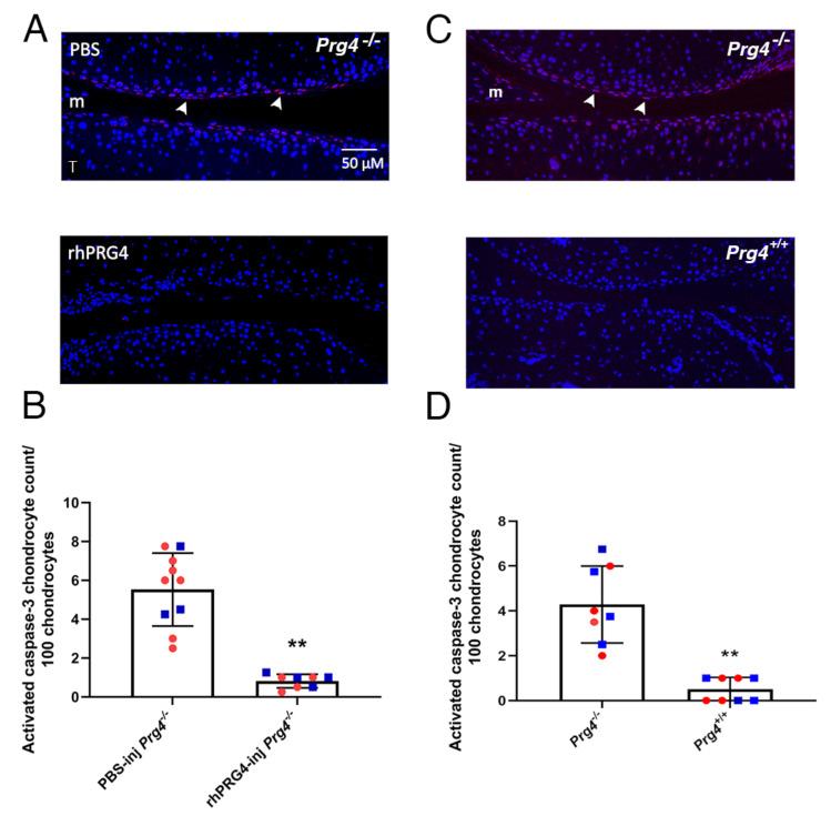 https://cdn.ncbi.nlm.nih.gov/pmc/blobs/ba39/9025840/635003716d28/ijms-23-04245-g001.jpg