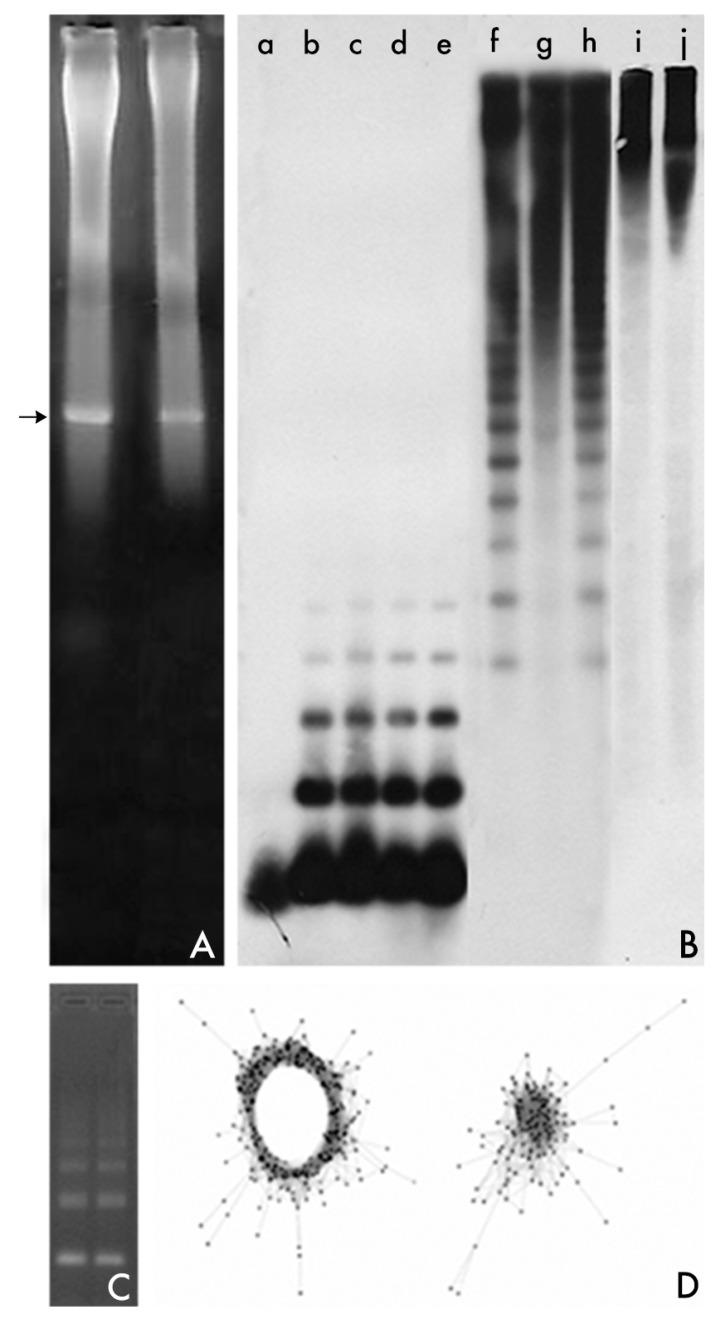 https://cdn.ncbi.nlm.nih.gov/pmc/blobs/ba3a/5615363/b21880f345c9/genes-08-00230-g001.jpg