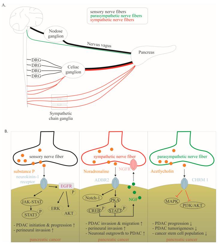 https://cdn.ncbi.nlm.nih.gov/pmc/blobs/ba3b/10573820/be07b55933a3/ijms-24-14989-g003.jpg