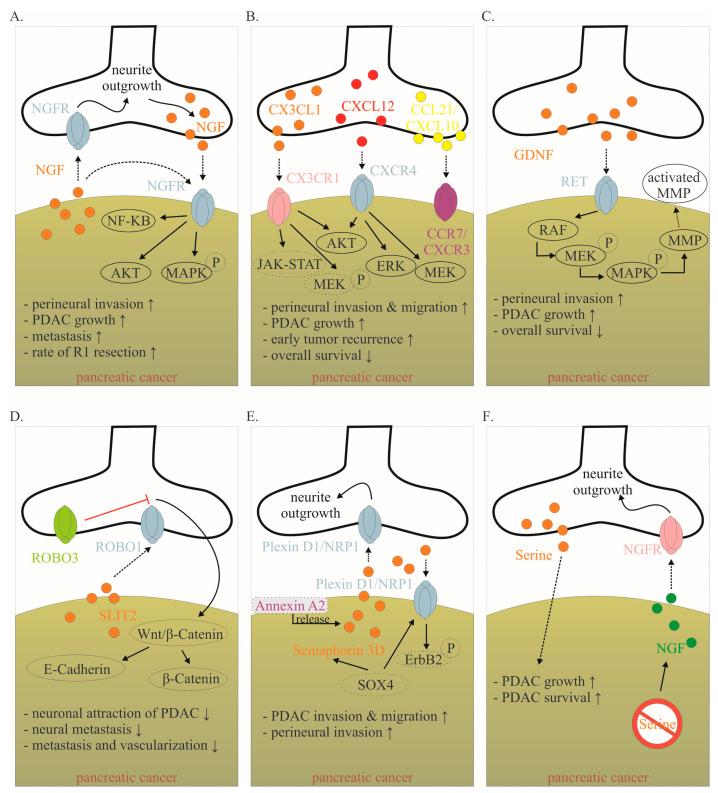 https://cdn.ncbi.nlm.nih.gov/pmc/blobs/ba3b/10573820/f488203f78a8/ijms-24-14989-g004.jpg