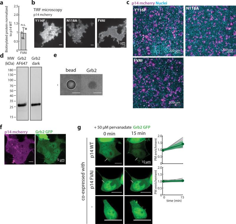https://cdn.ncbi.nlm.nih.gov/pmc/blobs/ba3b/7244324/052aea27edc0/elife-51358-fig3-figsupp1.jpg
