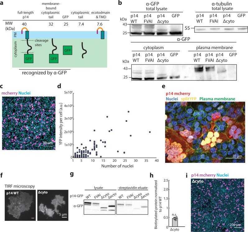 https://cdn.ncbi.nlm.nih.gov/pmc/blobs/ba3b/7244324/515c2a0c914b/elife-51358-fig1-figsupp1.jpg