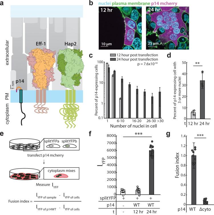 https://cdn.ncbi.nlm.nih.gov/pmc/blobs/ba3b/7244324/b62c2db13969/elife-51358-fig1.jpg