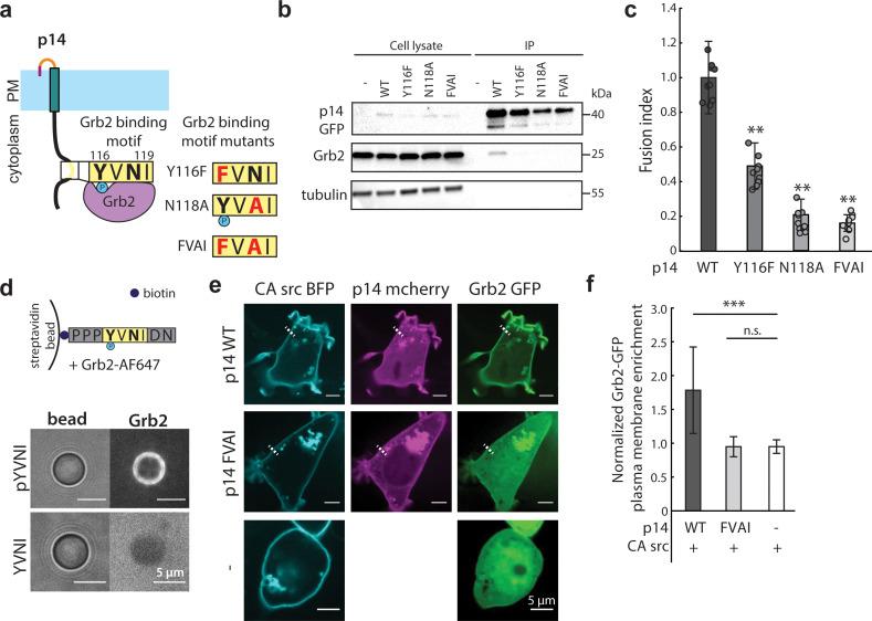 https://cdn.ncbi.nlm.nih.gov/pmc/blobs/ba3b/7244324/dd6f8d72ea3f/elife-51358-fig3.jpg