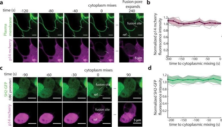 https://cdn.ncbi.nlm.nih.gov/pmc/blobs/ba3b/7244324/ec9e483a2899/elife-51358-fig5-figsupp2.jpg