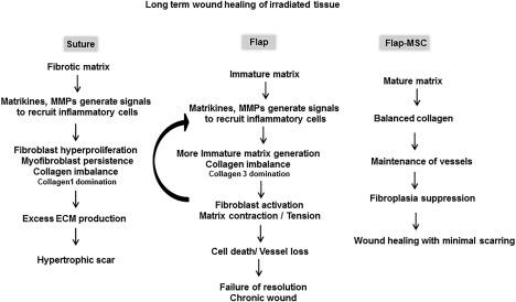 https://cdn.ncbi.nlm.nih.gov/pmc/blobs/ba3c/6090511/296395d1cf6a/SCT3-7-569-g008.jpg
