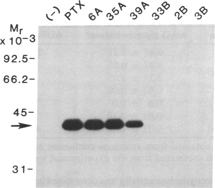 https://cdn.ncbi.nlm.nih.gov/pmc/blobs/ba3d/280496/c66aaf61620e/pnas00265-0100-a.jpg