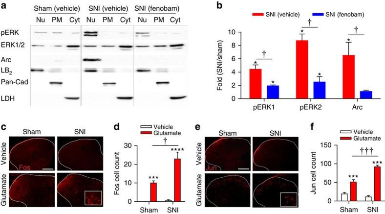https://cdn.ncbi.nlm.nih.gov/pmc/blobs/ba3d/4742982/d41a03120e73/ncomms10604-f4.jpg