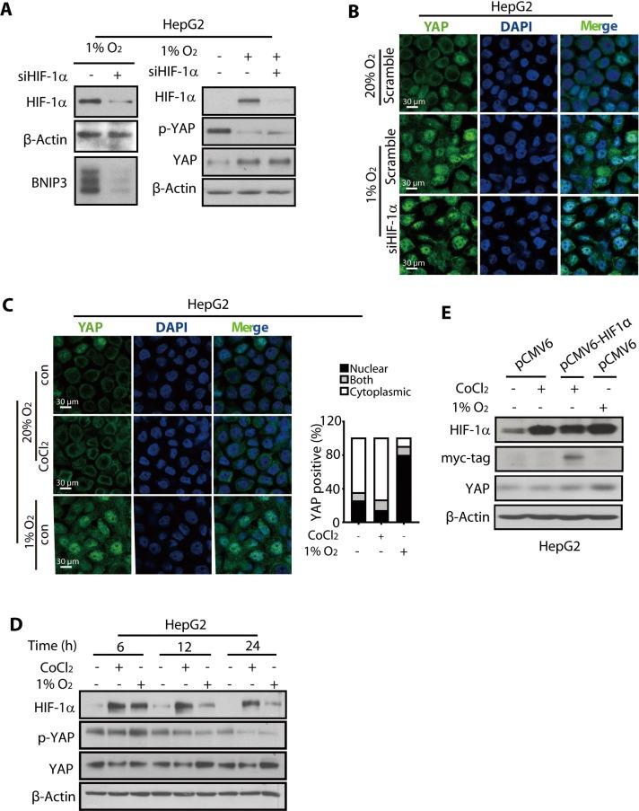 https://cdn.ncbi.nlm.nih.gov/pmc/blobs/ba46/4872759/2ba8daa39b98/oncotarget-07-6933-g004.jpg