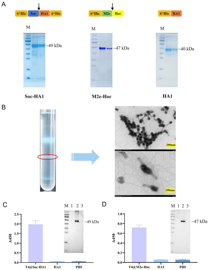 https://cdn.ncbi.nlm.nih.gov/pmc/blobs/ba47/11769387/5fe102ffbf00/vaccines-13-00070-g001.jpg