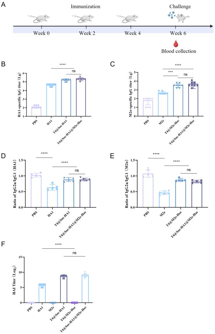 https://cdn.ncbi.nlm.nih.gov/pmc/blobs/ba47/11769387/7f4ecd946d23/vaccines-13-00070-g002.jpg