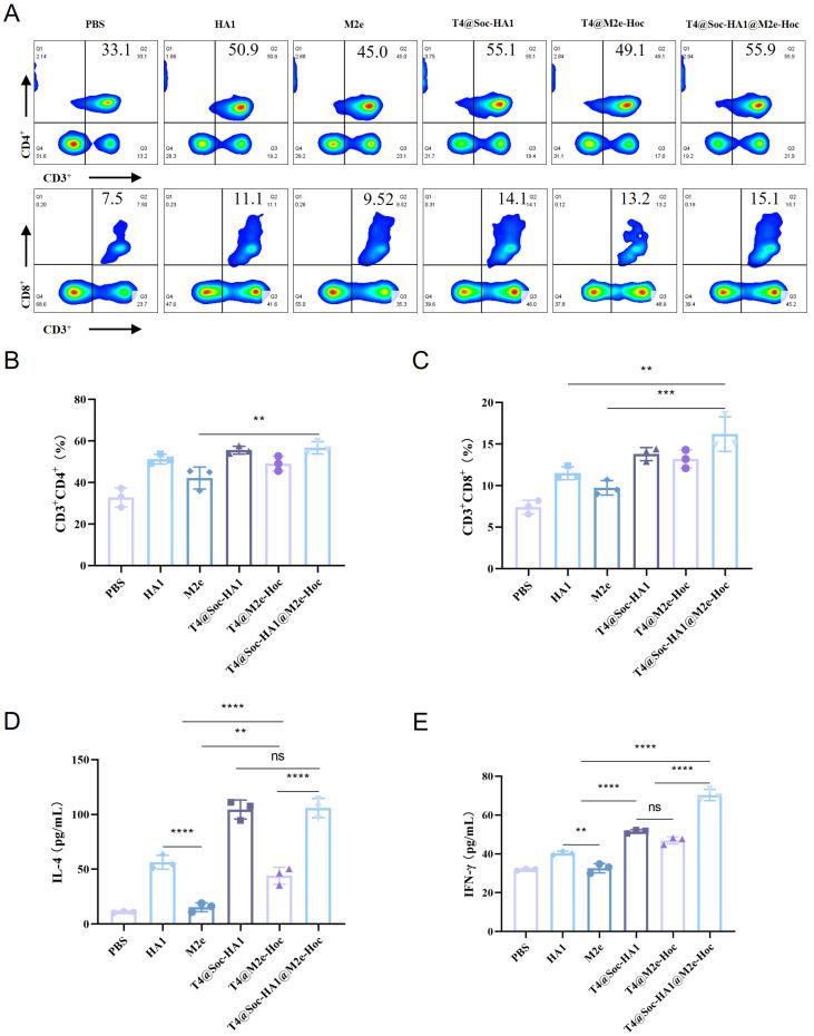 https://cdn.ncbi.nlm.nih.gov/pmc/blobs/ba47/11769387/cc05a7eacb49/vaccines-13-00070-g003.jpg