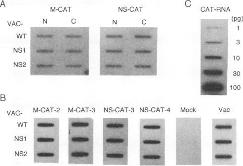 https://cdn.ncbi.nlm.nih.gov/pmc/blobs/ba48/236597/a275a0e4138d/jvirol00012-0181-a.jpg