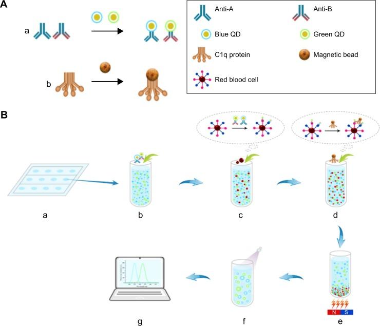 https://cdn.ncbi.nlm.nih.gov/pmc/blobs/ba48/5413539/84a3eae9d5db/ijn-12-3347Fig1.jpg